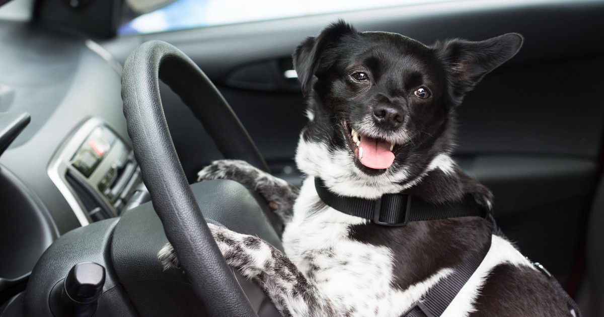 Was ist bei längeren Autofahrten mit Hunden zu beachten?