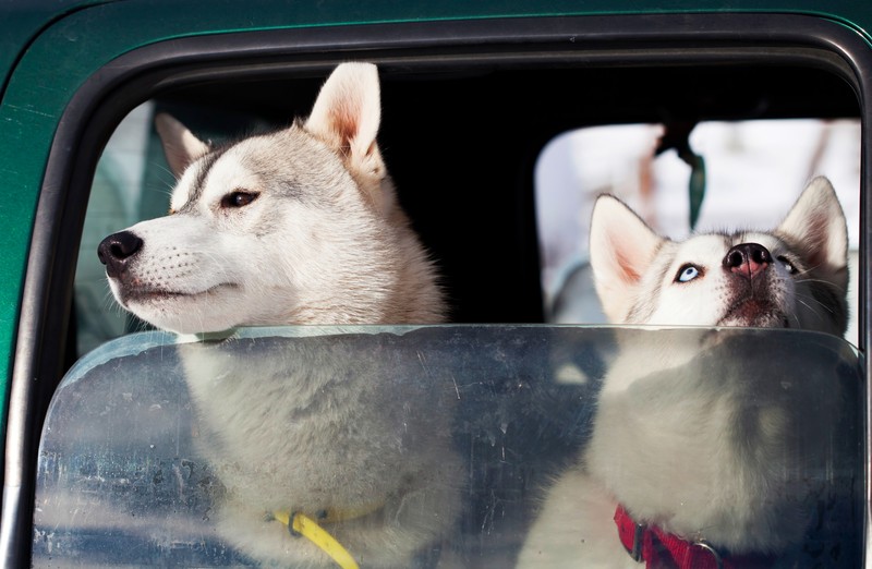 Eine lange Autofahrt mit Hunden sollte gut geplant sein.