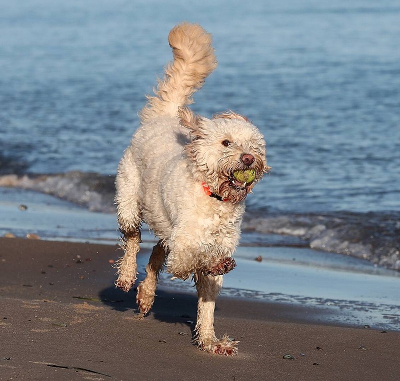 Einige Länder sind hundefreundlicher als andere.