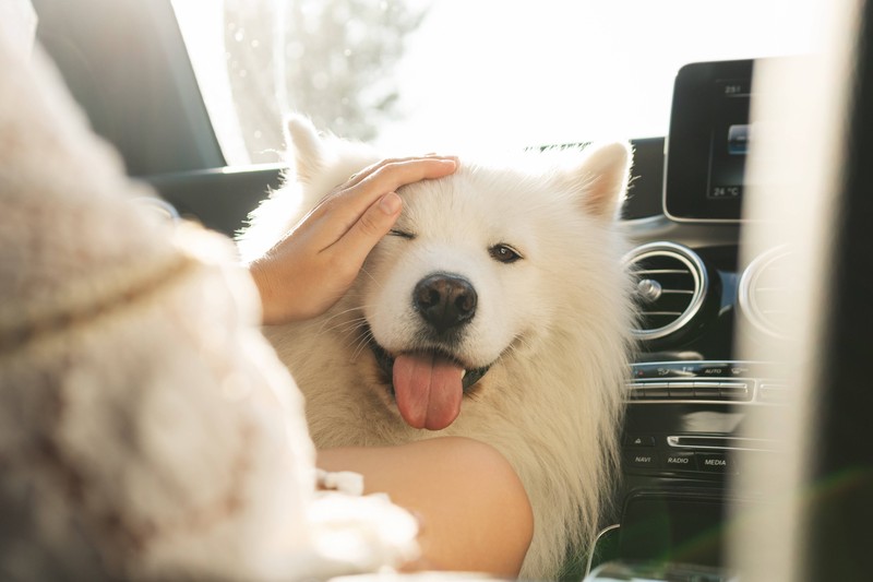 Vor allem die Hitze ist für Tiere im Auto eine große Gefahr.