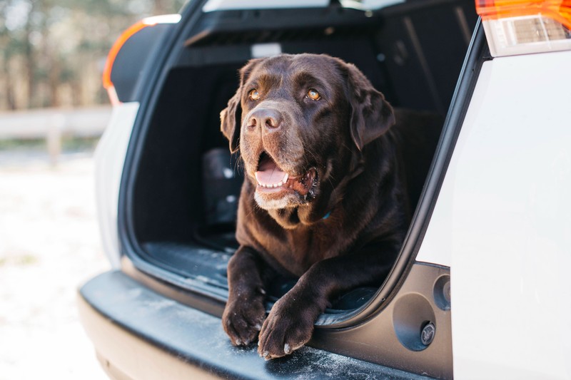 Während der Fahrt sind Pausen für Hund und Mensch wichtig.