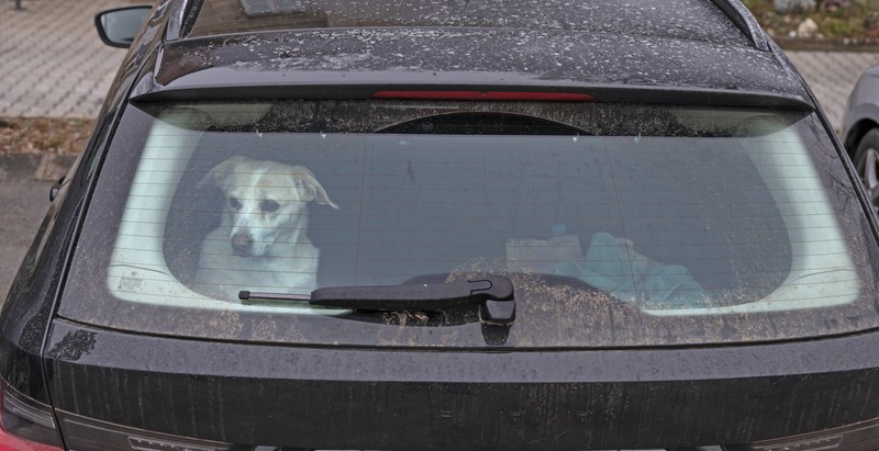 Wenn es sich an der Raststätte nicht vermeiden lässt, den Hund alleine im Auto zu lassen, sollte das Auto an einem schattigen Platz parken.