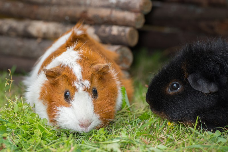 Der erste Tierrische Mitbewohner