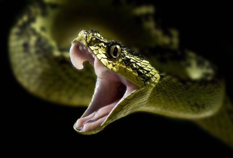 Auch in Deutschland gibt es giftige Tiere wie Schlangen.