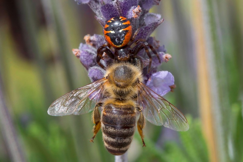 In Deutschland gibt es viele Bienen.