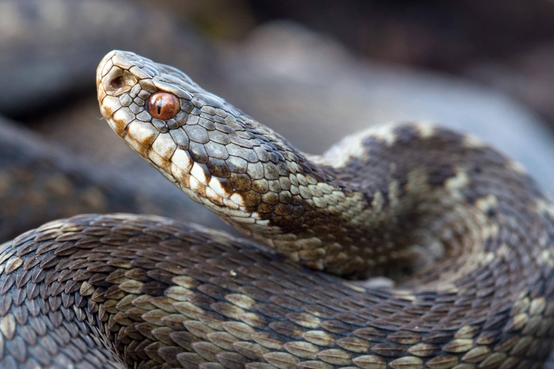 Kreuzotter ist eine der giftigen Schlangen in Deutschland.