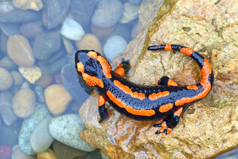 Obwohl Feuersalamander so niedlich sind, sind sie giftig.