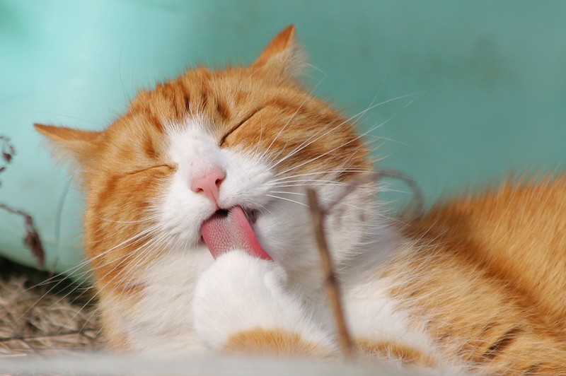 Man sieht eine Katze und es geht um Tipps für Katzen im Sommer.