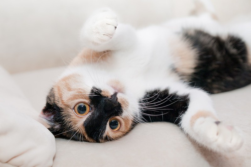 Man sieht eine Katze und es geht um Tipps für Katzen im Sommer.