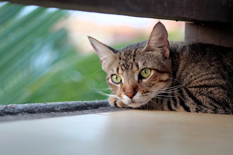 Man sieht eine Katze und es geht um Tipps für Katzen im Sommer.