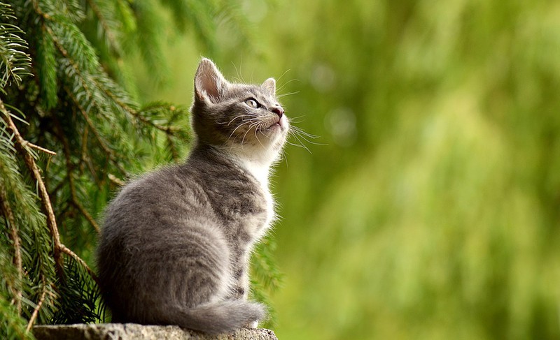Man sieht eine Katze und es geht um Tipps für Katzen im Sommer.