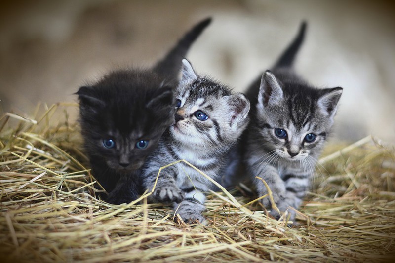 Man sieht eine Katze und es geht um Tipps für Katzen im Sommer.