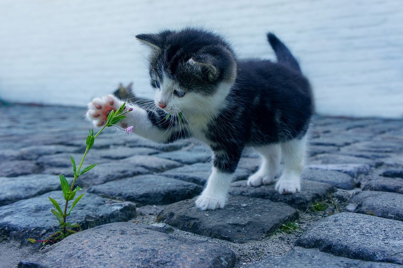 Man sieht eine Katze und es geht um Tipps für Katzen im Sommer.