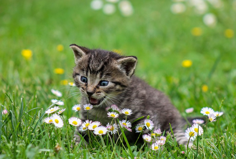 Man sieht eine Katze und es geht um Tipps für Katzen im Sommer.