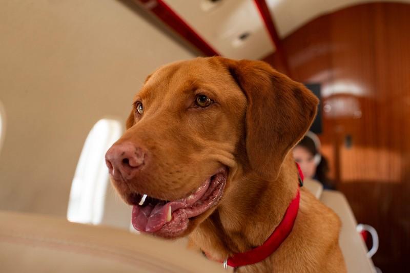 Auch größere Hunde dürfen in Italien nun in die Kabine.