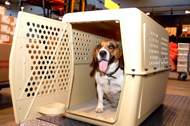 Du kannst deinen Hund mit der Transportbox trainieren.