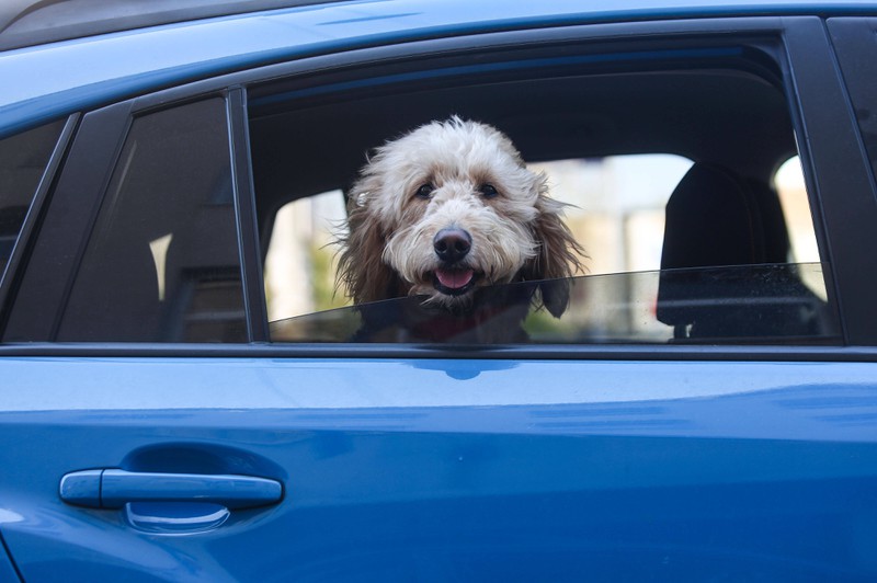 Dieses Bild zeigt einen Hund bei einem Roadtrip im Auto.