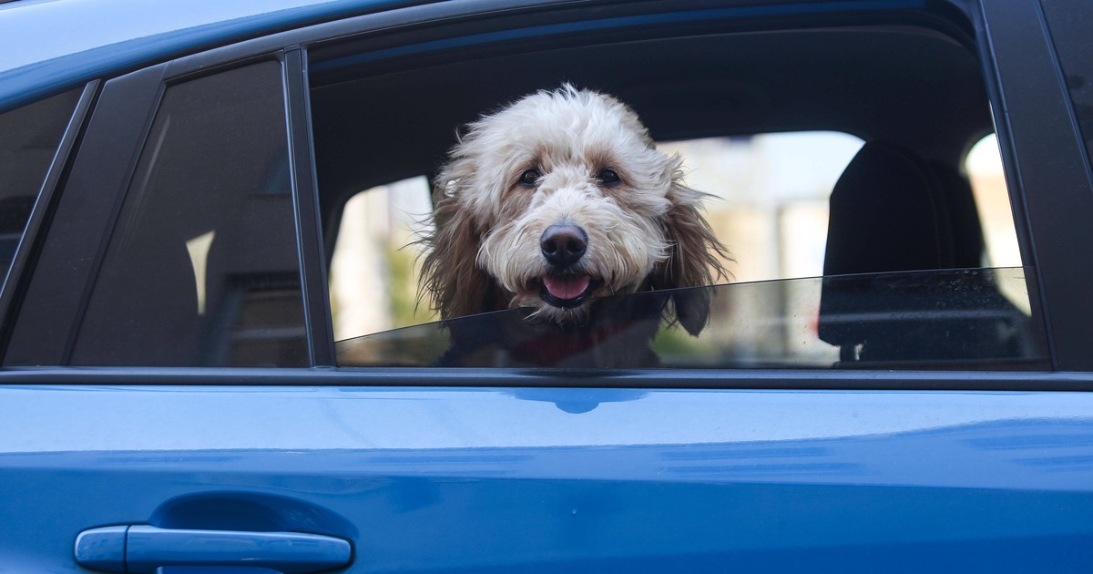Roadtrip mit Hund: 10 Tipps, die du beachten solltest