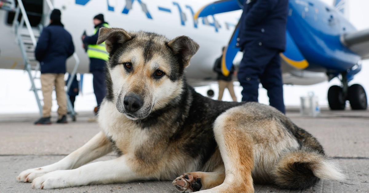 Flugreisen mit Hund: So klappt das Fliegen mit dem Vierbeiner