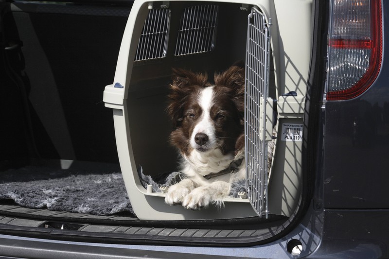 Du kannst mit deinem Hund vor dem Flug schon trainieren.