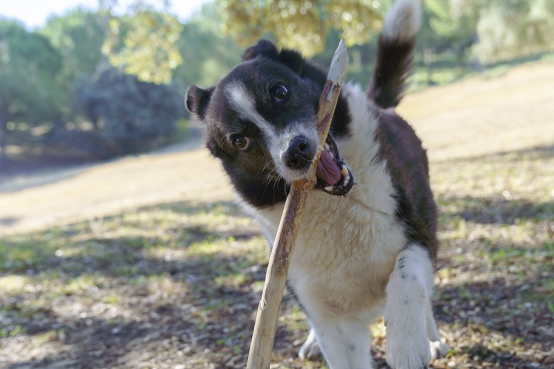 Power deinen Hund vor dem Flug gut aus.