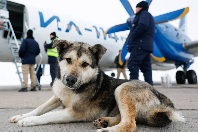 Wie übersteht dein Hund einen Flug?