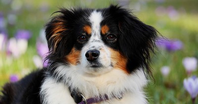 8 Fähigkeiten, die Hunde haben