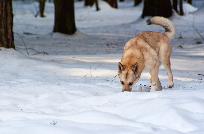 Finnland gehört zu den hundefreundlichen Ländern.