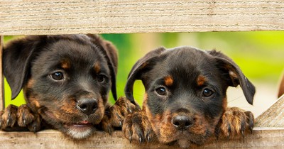 7 Dinge, die du beachten solltest, wenn du zwei Hunde hast