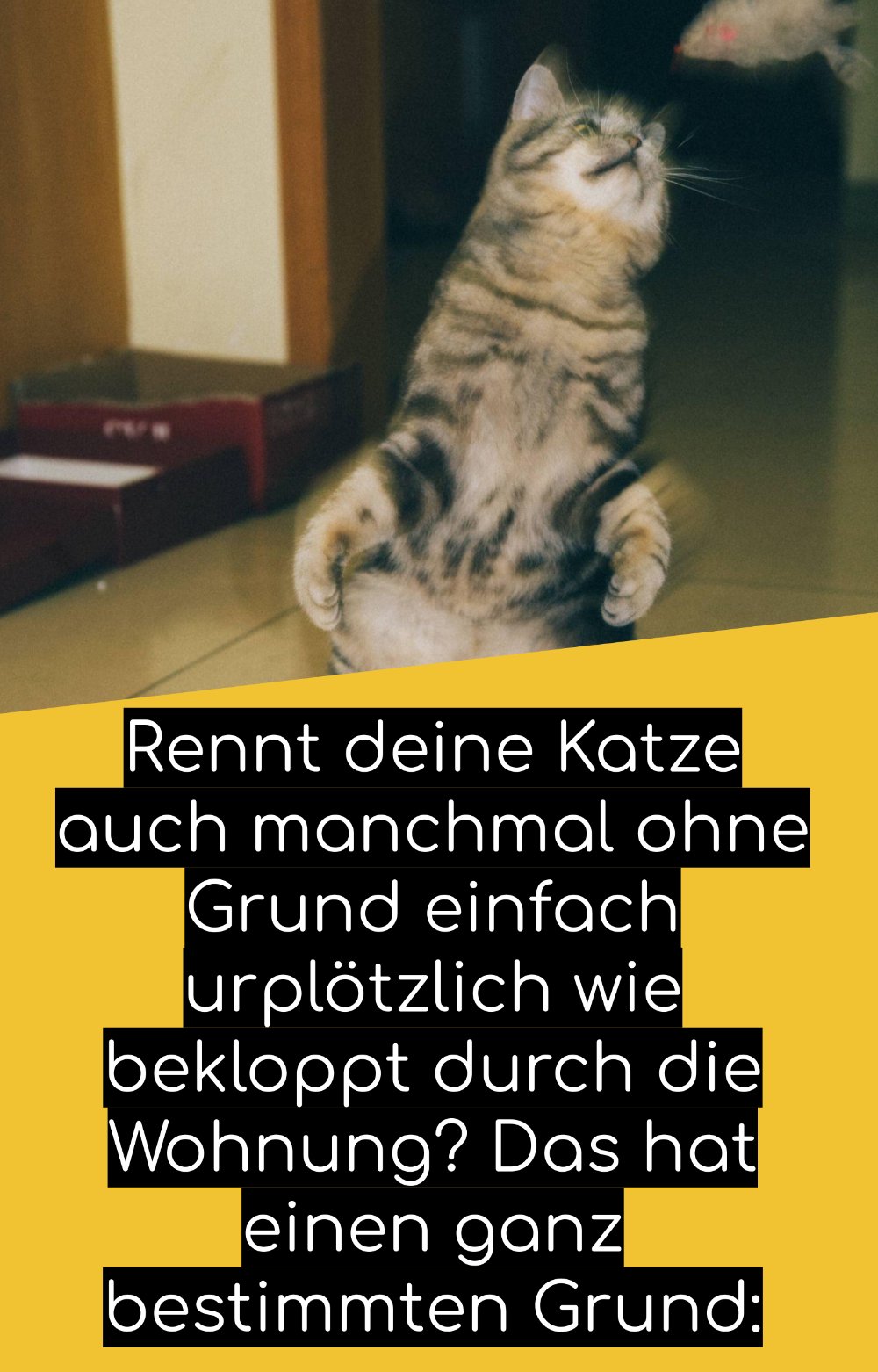 Dinge Über Katzen Liste – Wissenswertes Über Katzen – IYUVR