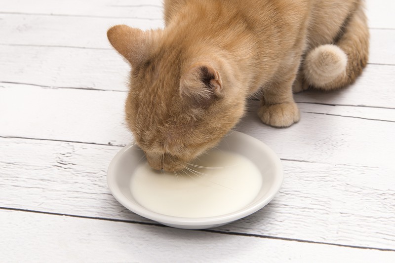 Dieses Bild zeigt eine Katze, der man nicht jeden Tag Milch geben sollte.