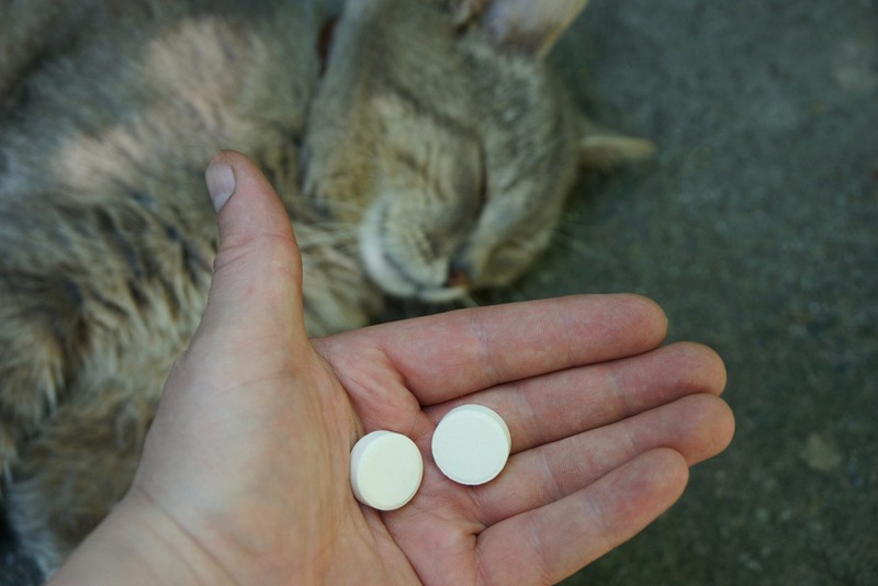 Dieses Bild zeigt eine Katze, für die Aspirin tödlich sein kann.