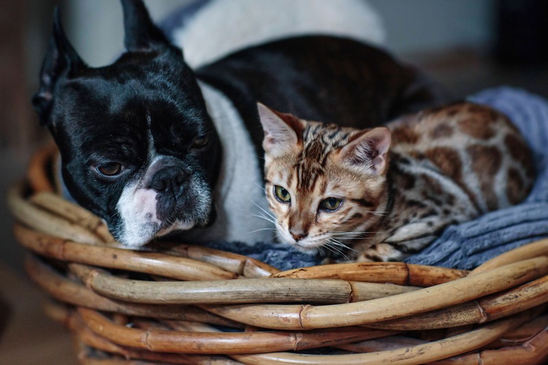 Hund und Katze als Freunde: Die Katze ist das beliebteste Haustier in Deutschland – es werden ca. 5 Millionen mehr Katzen als Hunde gehalten