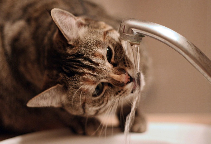 Instinktiv überprüfen Katzen das Wasser auf die Wasserqualität, bevor sie davon trinken.