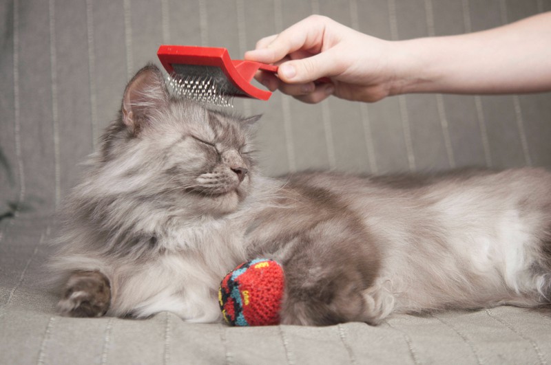 Mit einer nassen Zahnbürste den Kopf deiner Katze zu streicheln, kann sie nostalgisch machen.