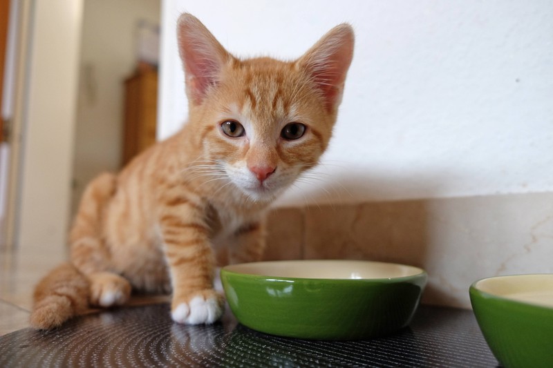 Viele Katzen kratzen oder schaben gelegentlich an ihrem Futternapf, um Essensreste zu verstecken.