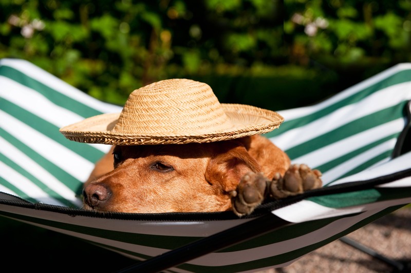 Auch Hunde halten sich bei Hitze lieber im Schatten auf.