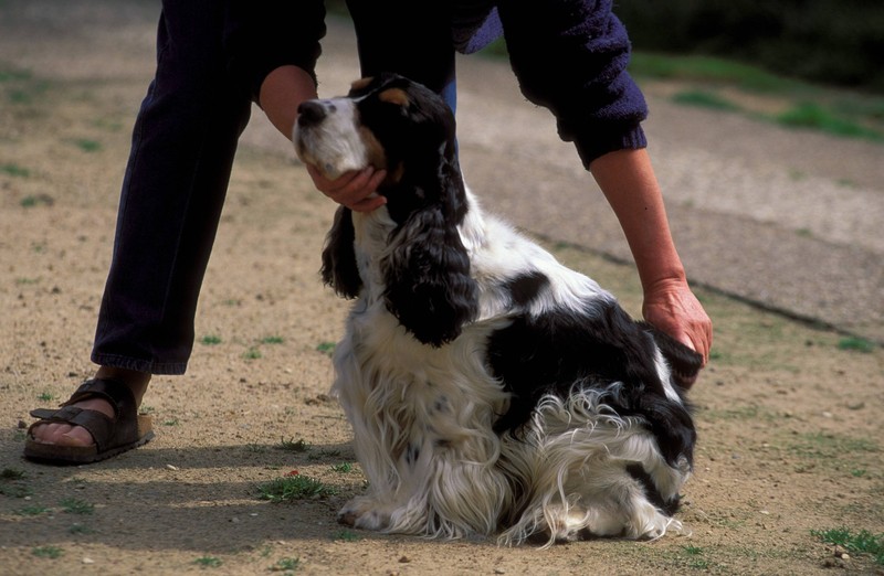 Besonders Hunde mit langem Fell sollten im Sommer regelmäßig gebürstet werden.