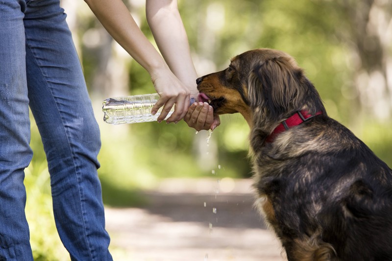 Durch eine Abkühlung an Bauch oder Beinen des Hundes, kann dessen Körpertemperatur effektiv gesenkt werden.