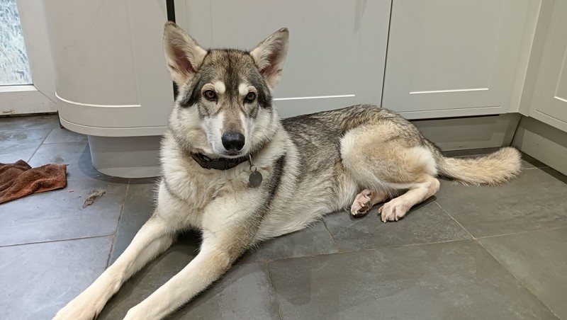 Ein kühler Untergrund bietet deinem Hund im Sommer eine angenehme Abkühlung.