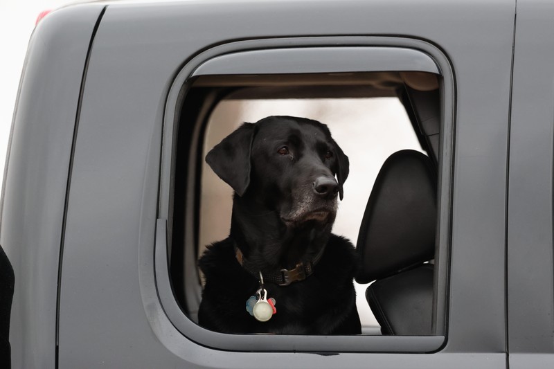 Hunde sollten im Sommer niemals alleine im Auto gelassen werden.