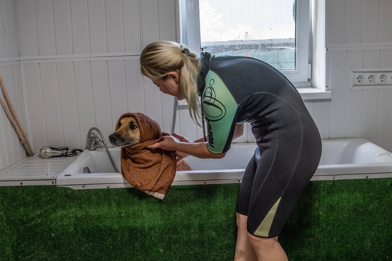 Um eurem Hund Abkühlung zu verschaffen, könnt ihr ihm ein kaltes Tuch auf den Kopf legen.