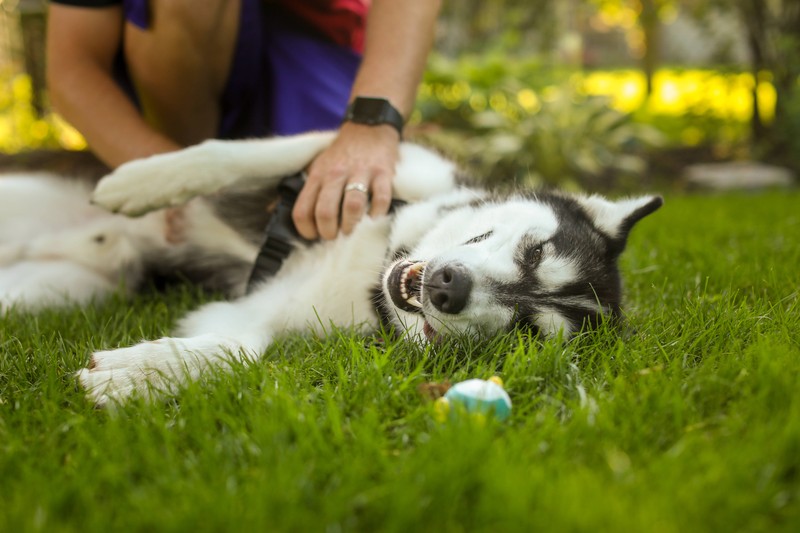 Wie kannst du deinem Hund im Sommer Abkühlung verschaffen? Es gibt einige Dinge zu beachten.