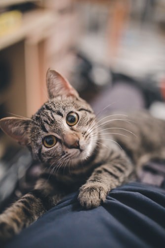 Die Katze ist auf dem Bild abgebildet und es geht um Katzenfutter im Sommer