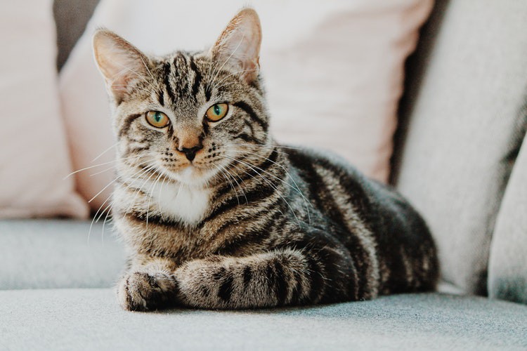 Eine Katze ist zu sehen und es geht um Katzenfutter im Sommer