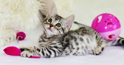 So solltest du deine Katze im Sommer füttern