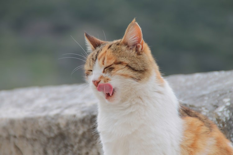 Zu sehen ist eine Katze und es geht um Katzenfutter im Sommer