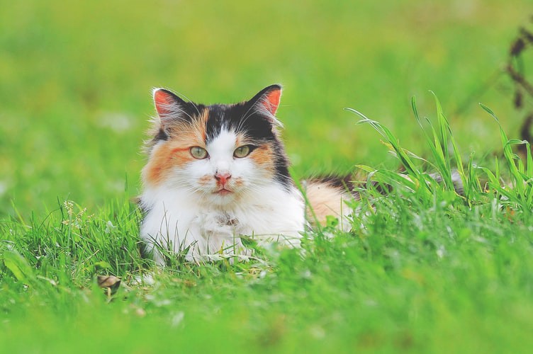 Auf dem Bild ist eine Katze und es geht um Katzenfutter im Sommer.