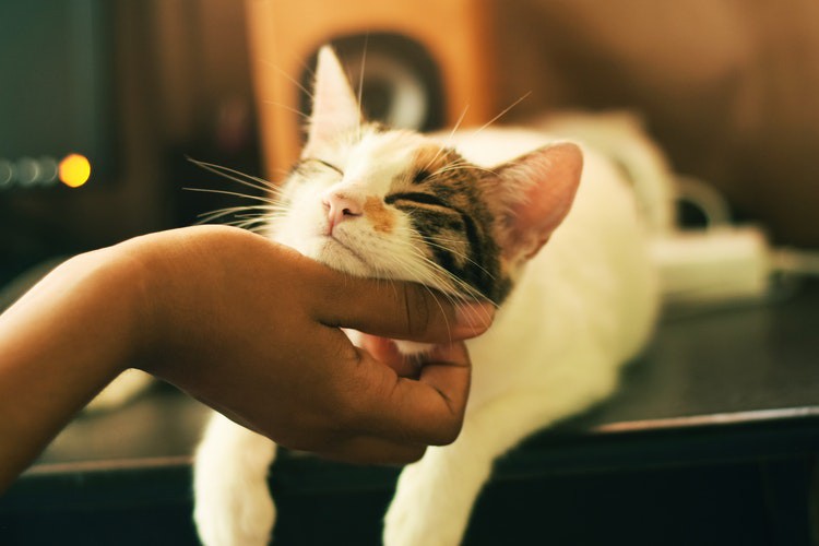 Eine Katze auf dem Bild und wie man die Katze im Sommer füttern muss