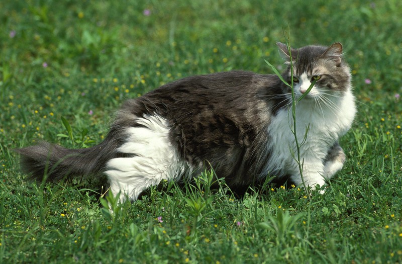 Die Angorakatze ist auf Platz 11 der beliebtesten Katzenrassen